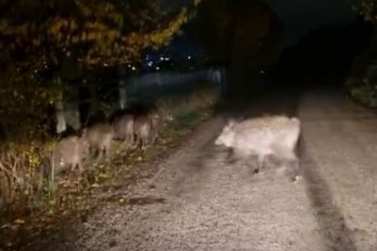 Bolu'da a&ccedil; kalan domuz s&uuml;r&uuml;s&uuml; yola indi