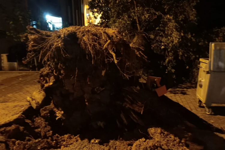 Bursa'da dev meşe ağacı devrildi! Şans eseri korkulan olmadı...