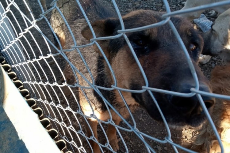 K&ouml;peğe şiddet uygulayan şahıs g&ouml;zaltına alındı