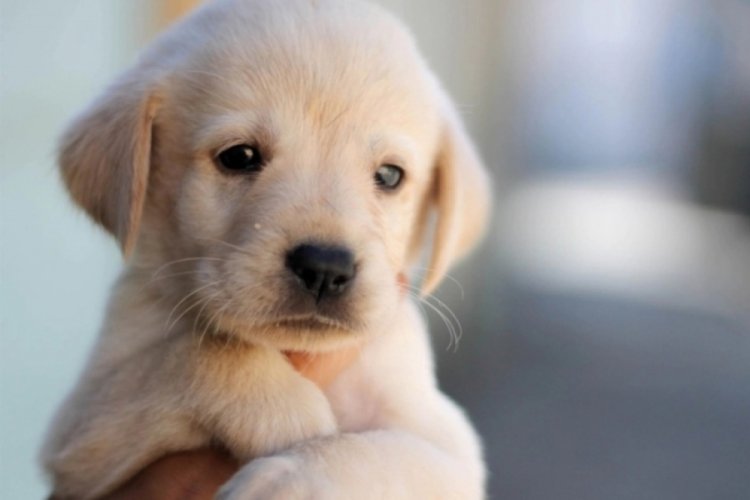 K&ouml;pek sahiplerinden vergi alınacak