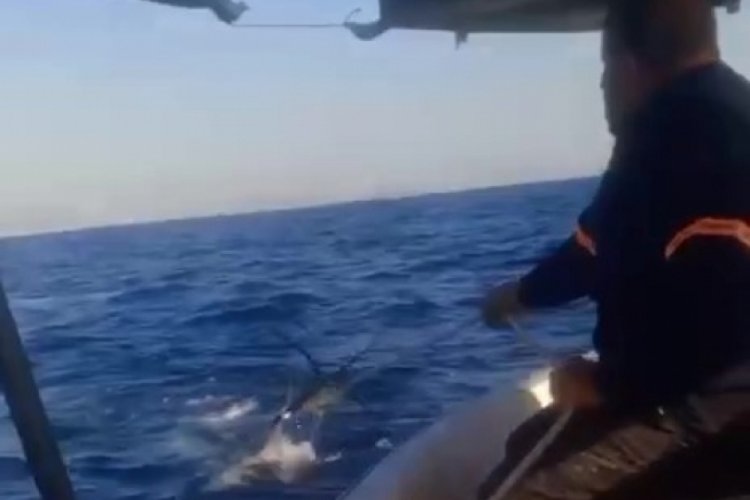 Tekneye &ccedil;arpan k&ouml;pekbalığı korku dolu anlar yaşattı