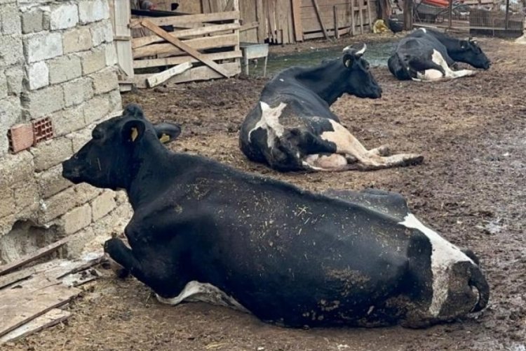 Bursa'yı şap vurdu! Artık bir bardak bile vermiyor!