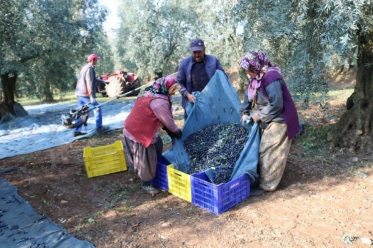 Bursa'da o kooperatif zeytin alım fiyatlarını a&ccedil;ıkladı!
