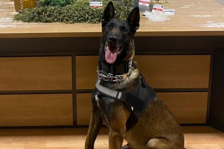 Narkotik k&ouml;peği 276,65 gram uyuşturucu madde yakalattı