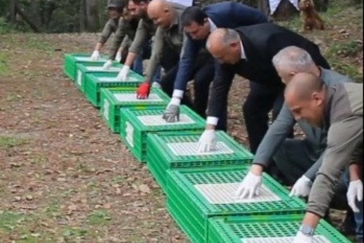 Doğaya 200 s&uuml;l&uuml;n salındı