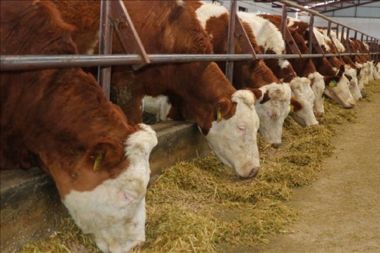 Bolu'da 18 k&ouml;y ve 4 mahallede şap karantinası!
