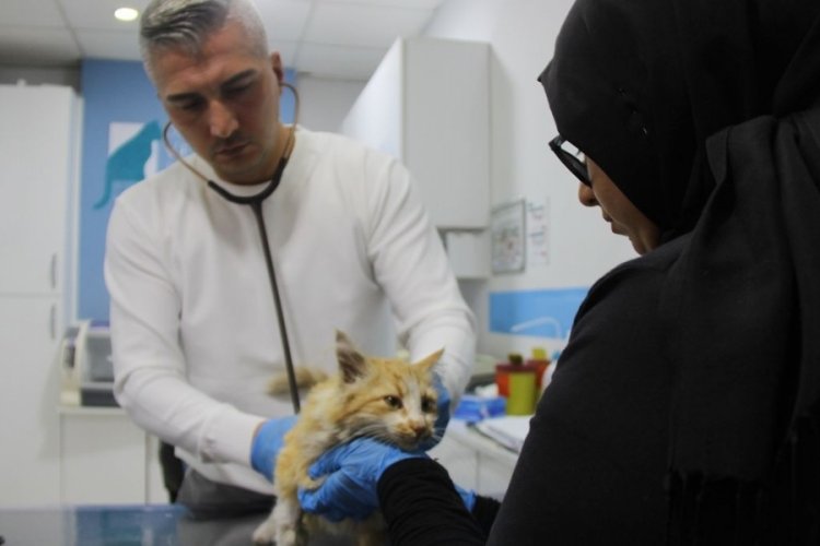 Sivas'ta 'Kedi AIDS'i uyarısı: Tedavisi yok