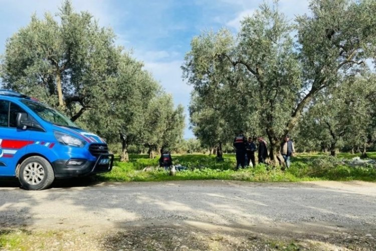 Bursa'da jandarma ekipleri zeytin hırsızlığı olaylarına karşı teyakkuzda!