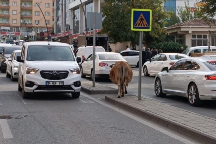 G&ouml;ren d&ouml;n&uuml;p bir daha baktı! Yola &ccedil;ıkıp, trafiği aksattılar...