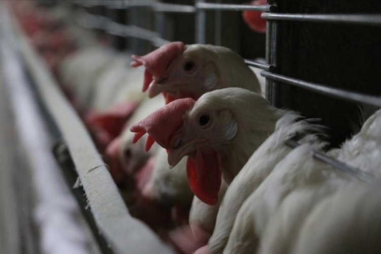 Kuş gribi krizi b&uuml;y&uuml;yor! 2 milyondan fazla hayvan itlaf edildi