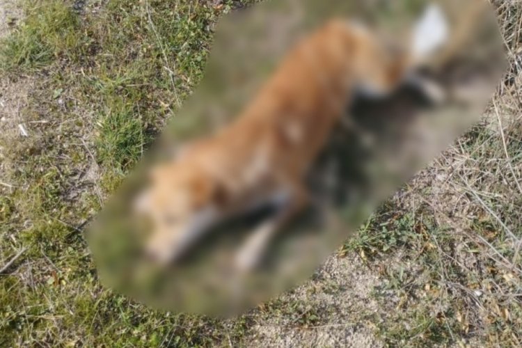 Denizli'de vahşet! Yol kenarında &ouml;l&uuml; bulundular!