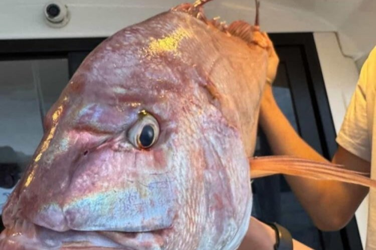 Balık&ccedil;ıların oltasına 12 kilogramlık mercan balığı takıldı