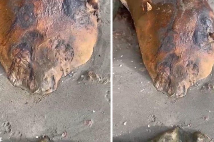 Tekirdağ sahiline vurdu! Gizemli deniz canlısı merak konusu oldu