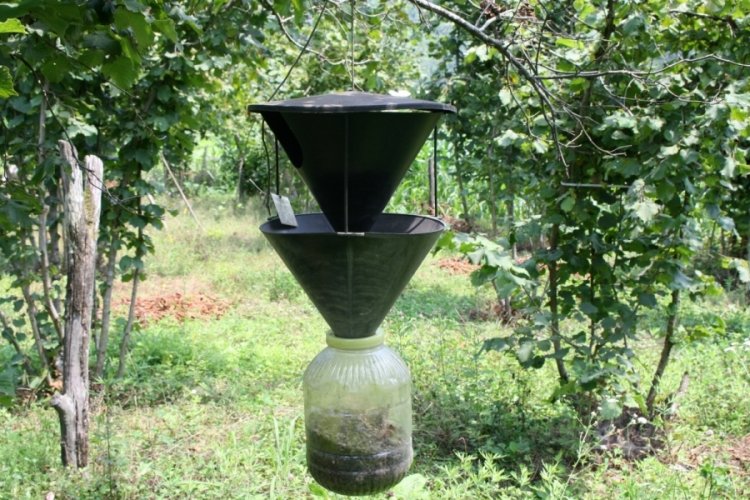 Eklem bacaklı kabus! B&ouml;ceklerin en tehlikelisi Bursa'ya yerleşti...
