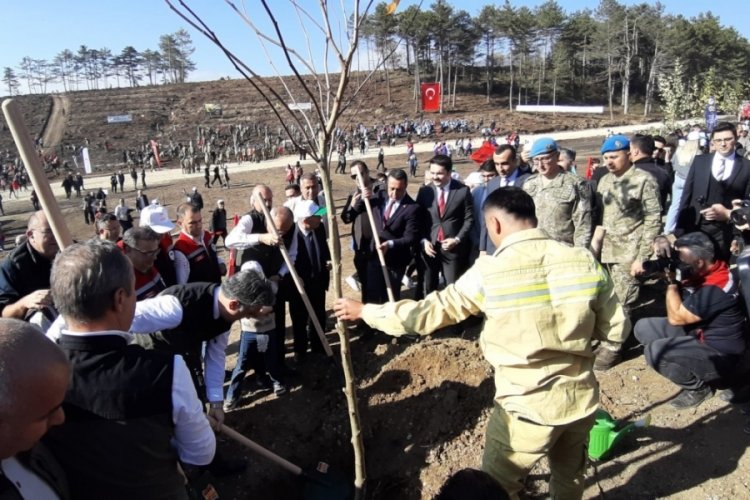 Bolu'da yanan orman yeniden yeşeriyor