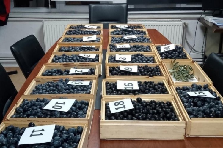 Bursa'da Zeytin Festivali Dane yarışması başvuruları tamamlandı!