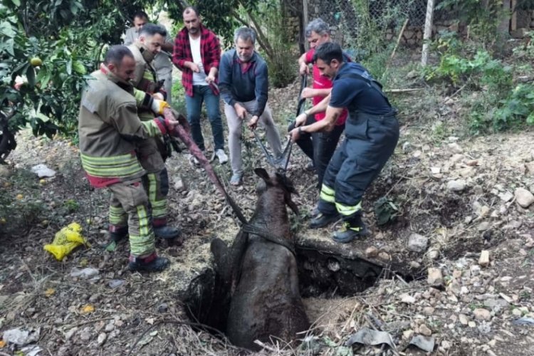 Kuyuya düşen ineği itfaiye kurtardı