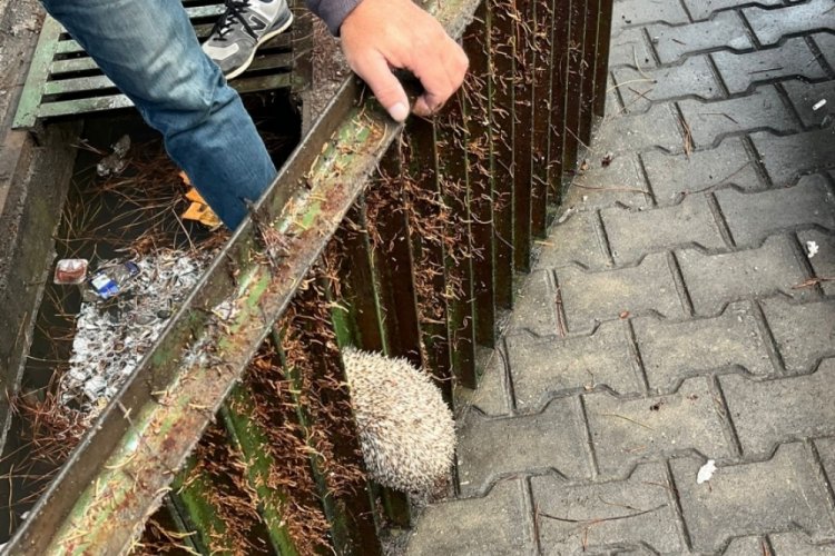 Mazgala sıkışan kirpiyi itfaiye kurtardı