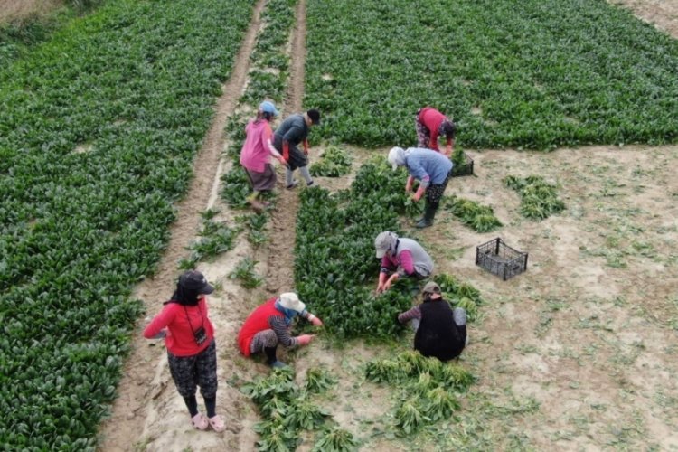 Tarlada 6 markette, 50 lira! &Uuml;retici fiyat farkına tepkili