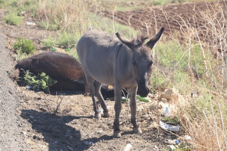 Telef olan annesinin başında beklemişti: Yuvasına kavuştu!