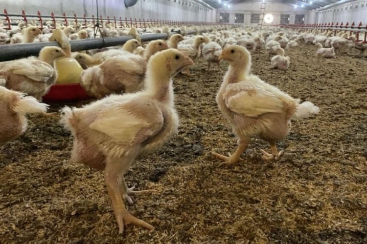 &Uuml;reticilere Kuş Gribi riski uyarısı