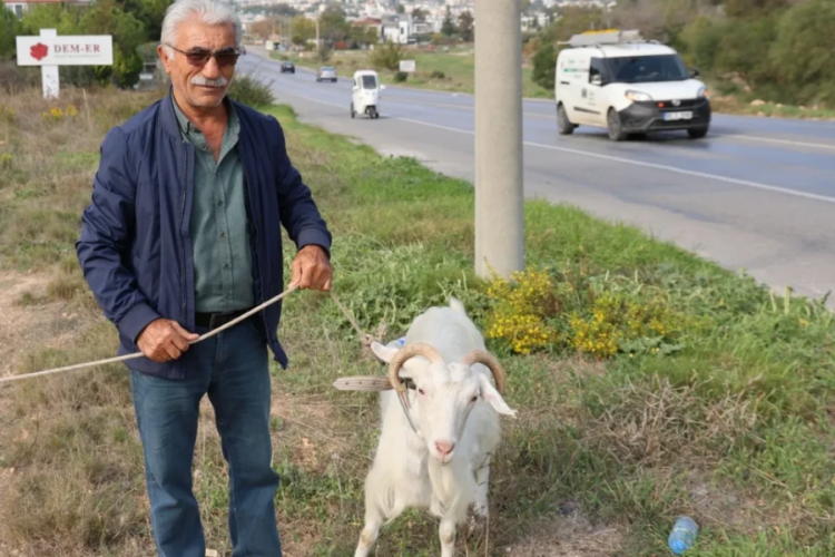 Emekli olunca Didim'e taşındı, şimdi keçileriyle mutluluğu buldu!