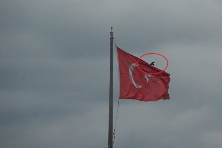 Karganın Türk bayrağı inadı