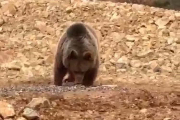 Yol kenarındaki ayıya 'hamsi' ziyafeti verdiler