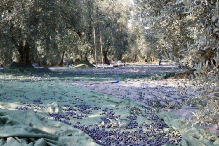 Marmarabirlik'te ikinci &ouml;deme cuma g&uuml;n&uuml; yapılıyor!