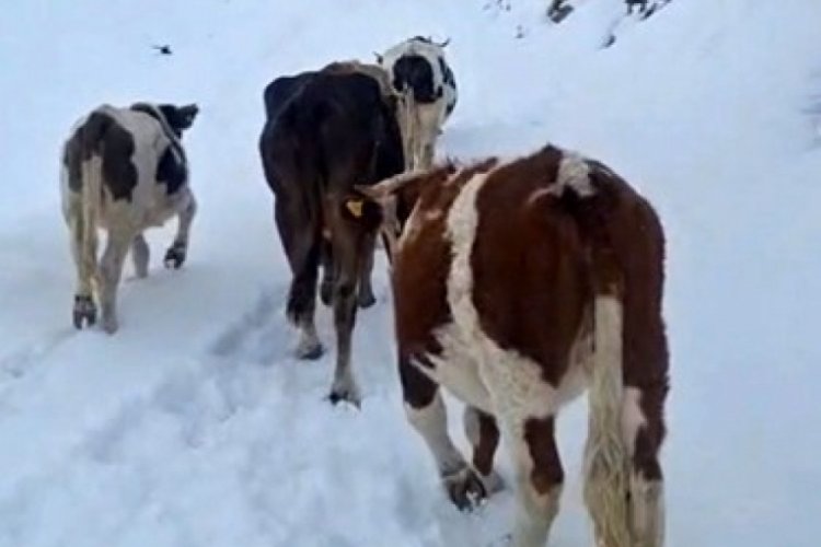 Yayladaki hayvanlar kara hazırlıksız yakalandı