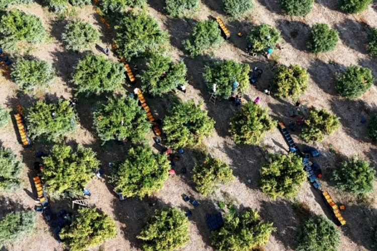 İş&ccedil;ilerin grevi meyveyi dalında bıraktı! Kilosu 3 liraya kadar geriledi