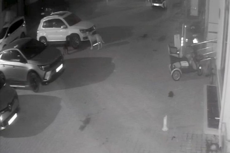 Sokak k&ouml;pekleri park halindeki aracı par&ccedil;aladı