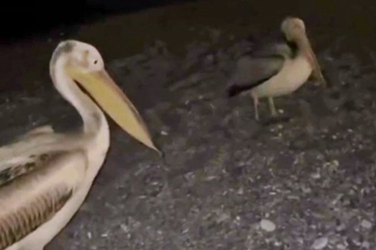 D&uuml;nyaca &uuml;nl&uuml; sahilde şaşkına &ccedil;eviren g&ouml;r&uuml;nt&uuml;!