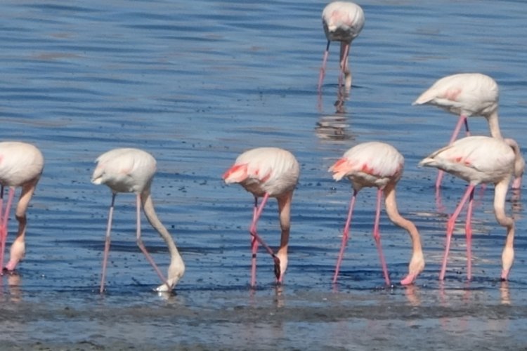G&ouml;l kurudu, flamingolar oraya akın etti