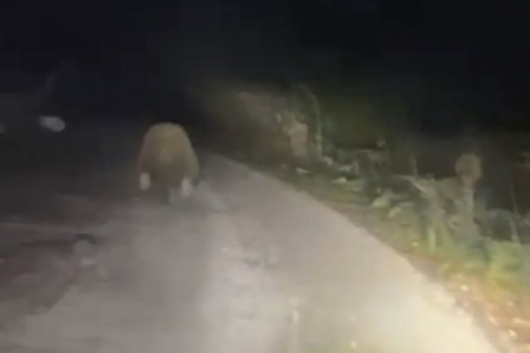 Aracın ışıklarından korkan ayı b&ouml;yle ka&ccedil;tı
