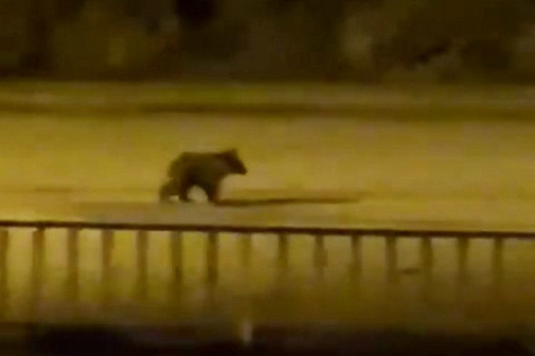 Yavru ayı yolunu şaşırdı: İl&ccedil;e merkezine indi!