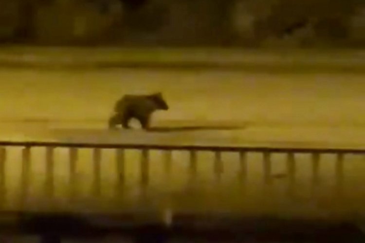 Yolunu şaşıran yavru ayı il&ccedil;e merkezine indi