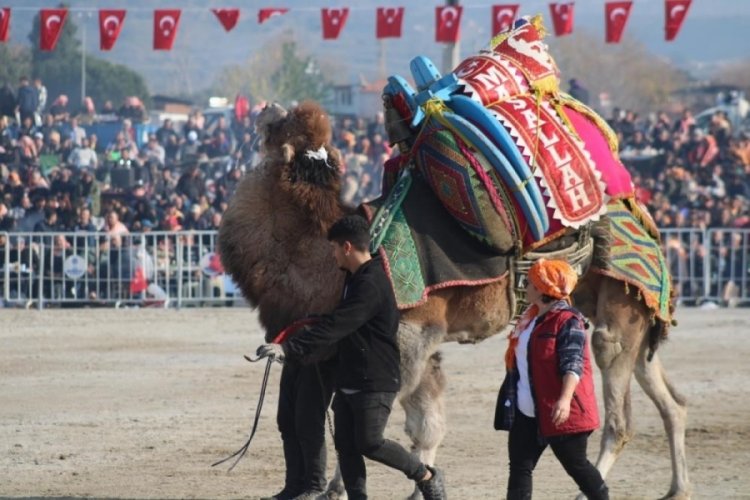 Milyonluk pehlivan develer gelin gibi s&uuml;sleniyor: Arenaya &ccedil;ıkıyor