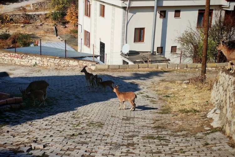 Yaban ke&ccedil;isi s&uuml;r&uuml;s&uuml; yerleşim yerine indi