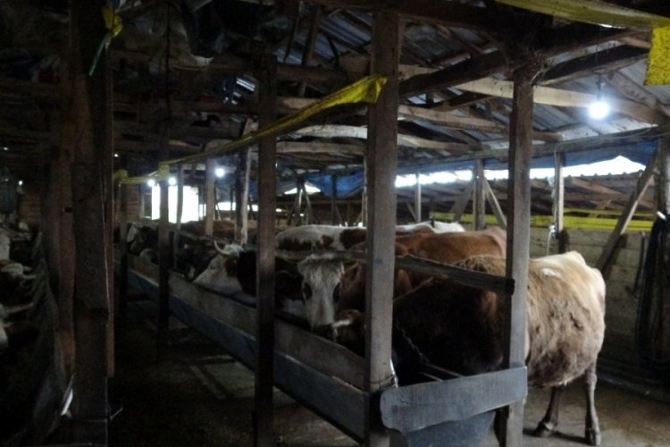 Şap salgını yayılmaya devam ediyor! 3 k&ouml;y karantinada, 18 mahalle g&ouml;zetim altında