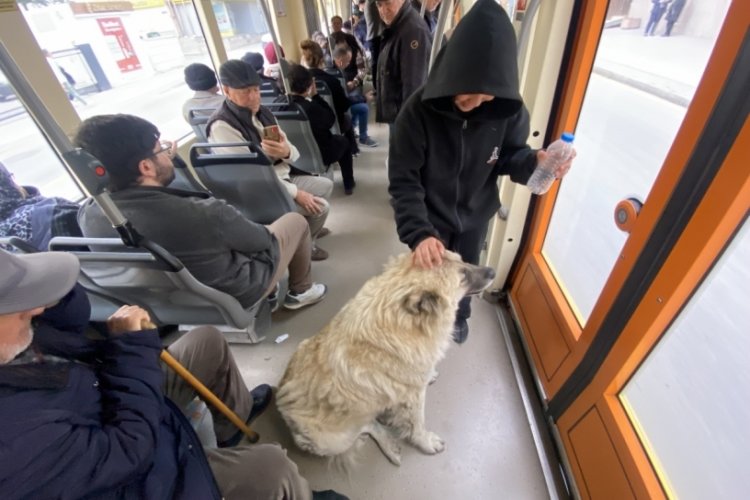 Tramvaya binen sevimli k&ouml;pek ilgi odağı oldu