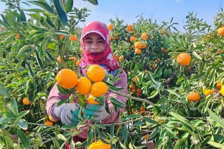 &Ccedil;ift&ccedil;iye grev darbesi! Milli servet dalında &ccedil;&uuml;r&uuml;d&uuml;