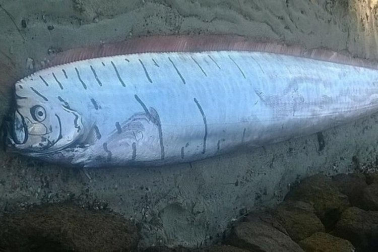 Kıyamet balığı sahile vurdu