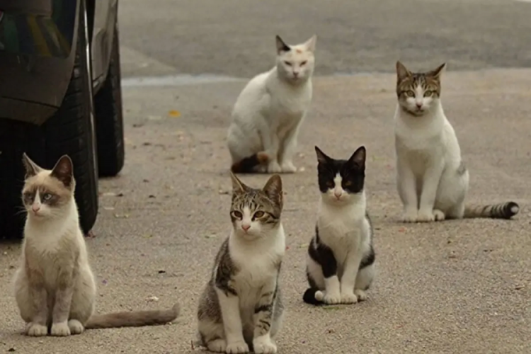 2050 yılına kadar 2.5 milyon kedi &ouml;ld&uuml;r&uuml;lecek