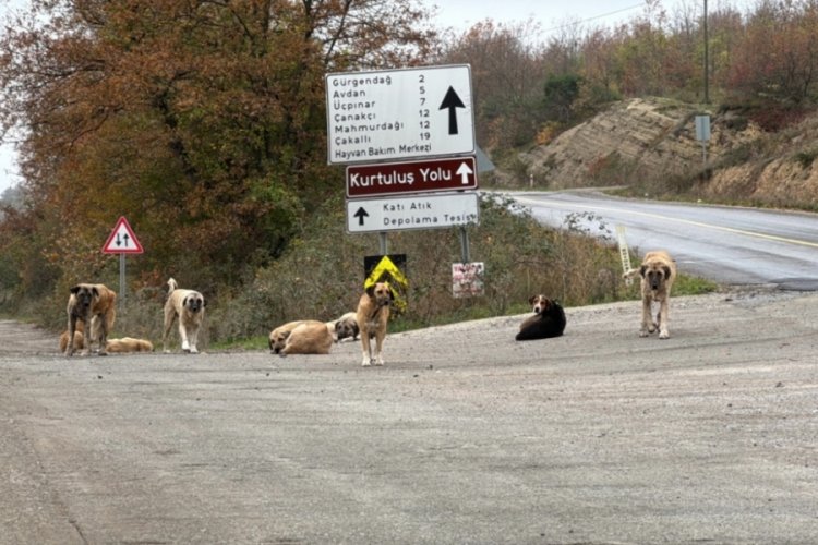 &Ouml;l&uuml; bulunan 9 k&ouml;pekten alınan doku &ouml;rnekleri teste g&ouml;nderildi