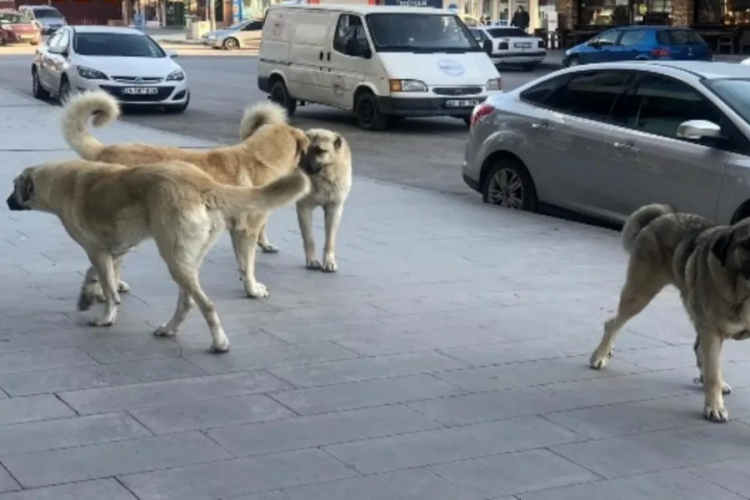 Sokak hayvanlarını beslemek yasak mı? İstanbul Valiliği a&ccedil;ıklama yaptı