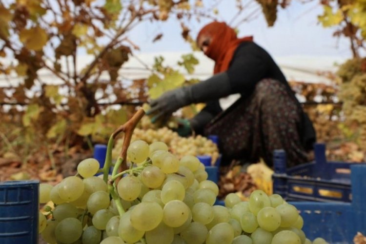 &Uuml;z&uuml;m&uuml; don vurdu, rekolte y&uuml;zde 80 d&uuml;şt&uuml;