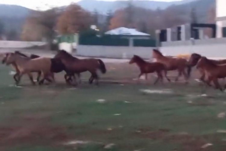 A&ccedil; kalan yılkı atları şehir merkezine indi