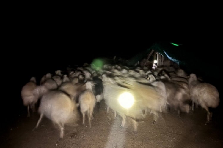 Yoğun siste kaybolan 200 koyun drone destekli aramayla bulundu