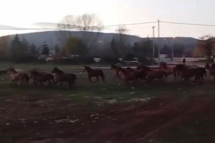 Ayılar, domuzlar derken şimdi de onlar a&ccedil; kalıp şehre indi...